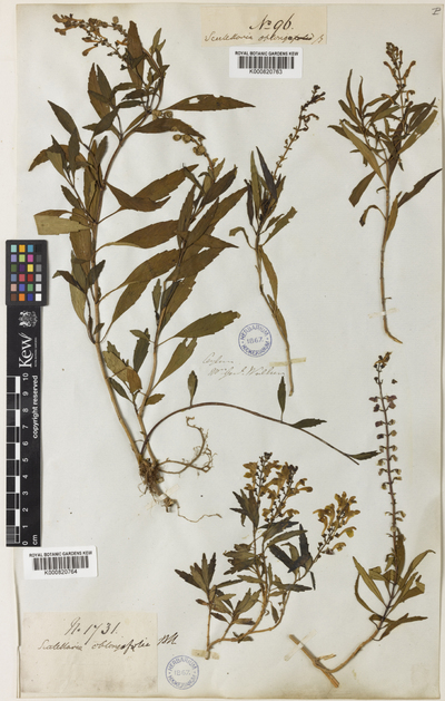Scutellaria oblonga Benth.