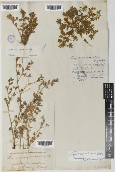 Lupinus agardhianus A.Heller