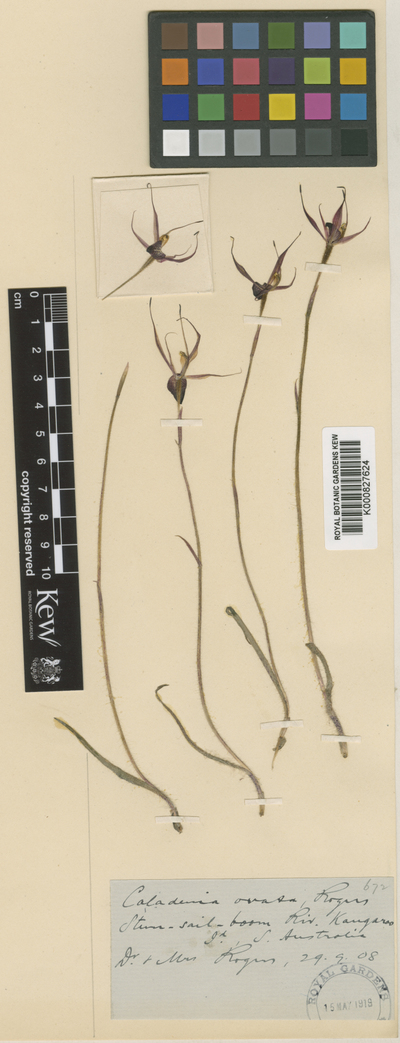 Caladenia ovata R.S.Rogers