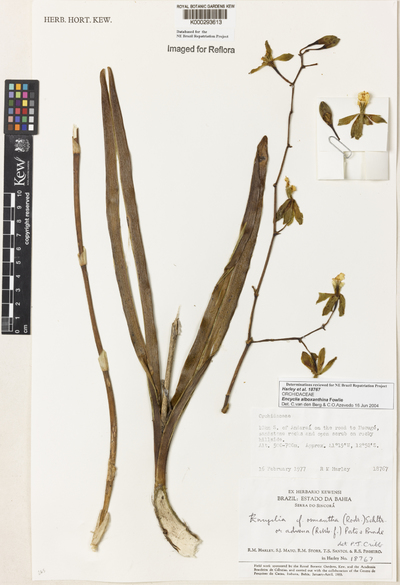 Encyclia alboxanthina Fowlie