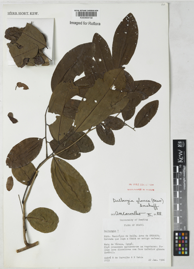 Dalbergia glauca (Desv.) Amshoff
