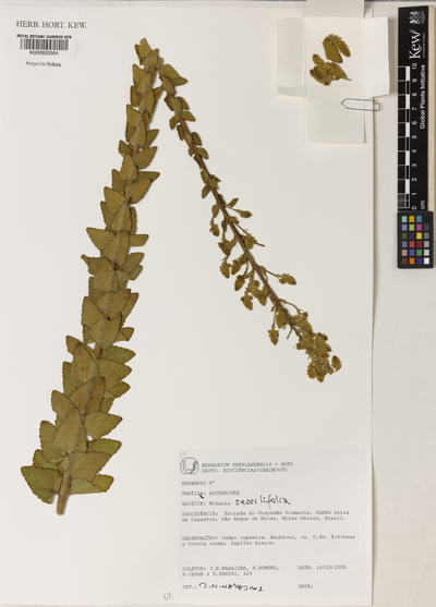 Mikania sessilifolia DC.