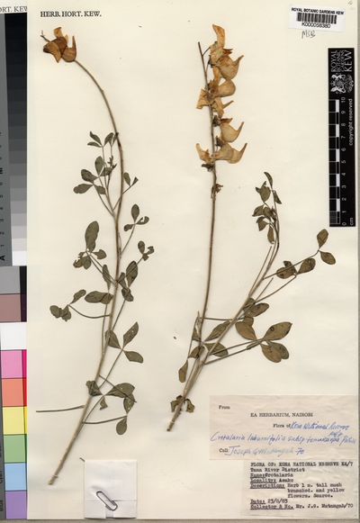 Crotalaria laburnifolia L. subsp. tenuicarpa Polhill