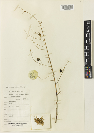 Asparagus pseudofilicinus Wang et Tang