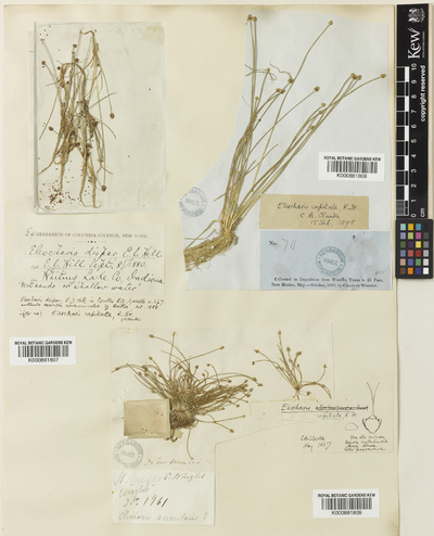 Eleocharis geniculata (L.) Roem. & Schult.