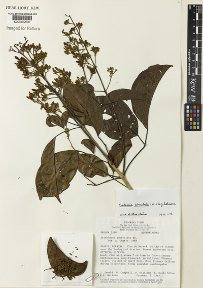 Fridericia tuberculata (DC.) L.G.Lohmann