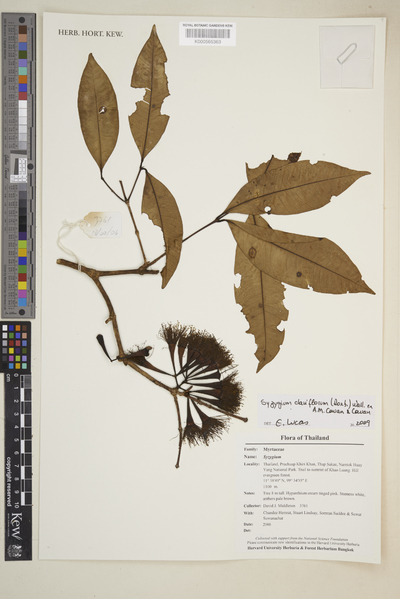 Syzygium clariflorum (Roxb.) Wall. ex A.M. Cowan & Cowan