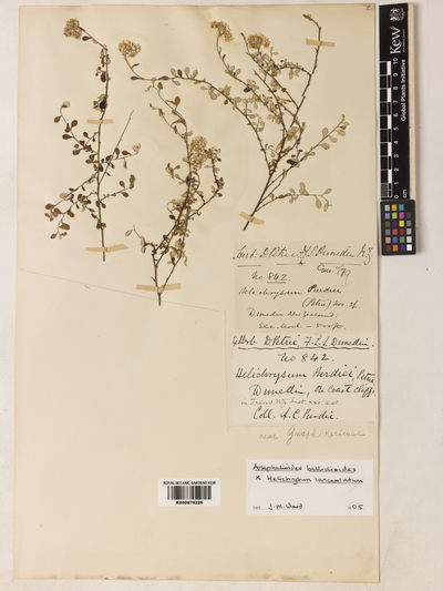 Helichrysum purdiei Petrie.