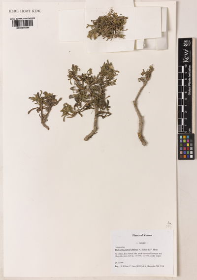 Pulicaria gamal-eldinae N.Kilian & P.Hein
