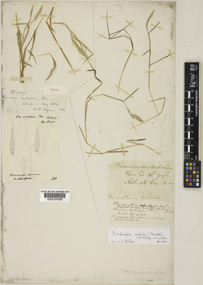 Pseudoraphis sordida (Thwaites) S.M.Phillips & S.L.Chen