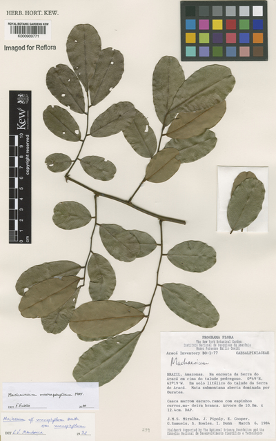 Machaerium macrophyllum Benth.