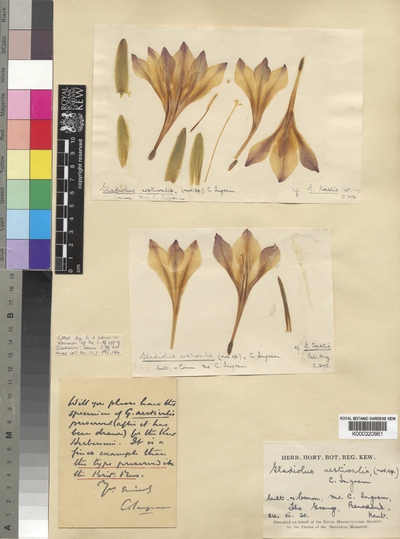 Gladiolus tristis L.