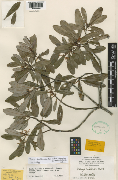 Drimys brasiliensis Miers subsp. subalpina Ehrend. & Gottsb.