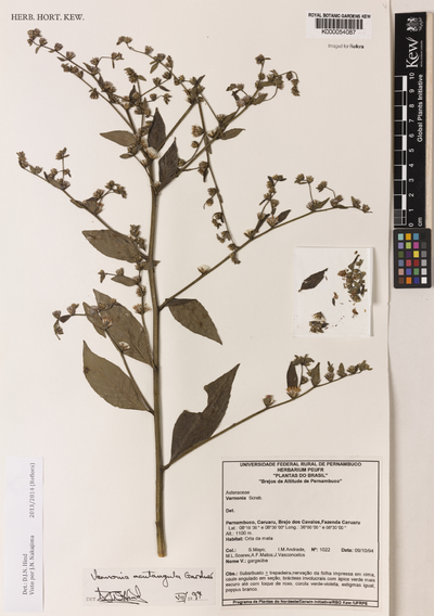 Vernonia acutangula Gardner