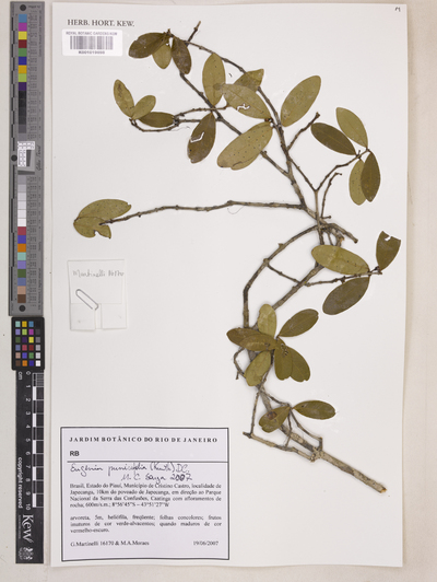 Eugenia punicifolia (Kunth) DC.