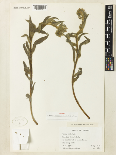 Onosma griersonii R.R.Mill