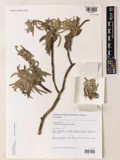 Vernonia veadeiroensis (H.Rob.) MacLeish