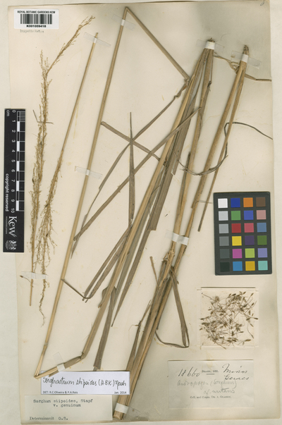 Sorghastrum stipoides (Kunth) Nash