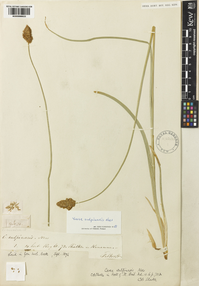 Carex vulpinaris Nees