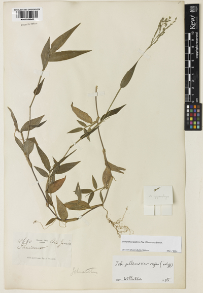 Ichnanthus pallens (Sw.) Munro ex Benth.