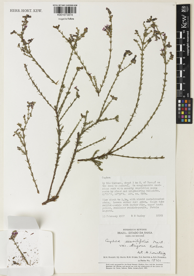 Cuphea sessilifolia A.St.-Hil.