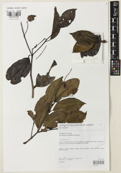 Combretum mellifluum Eichler