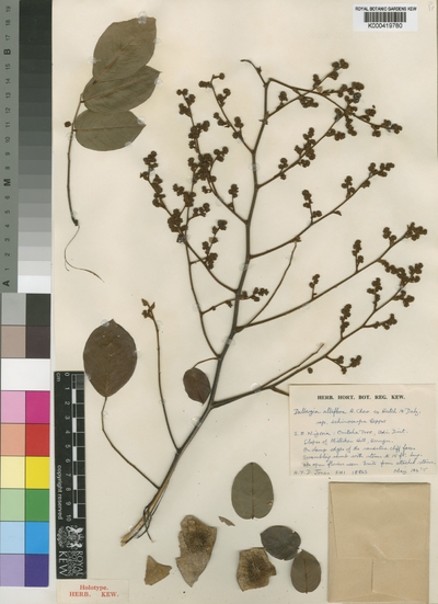 Dalbergia albiflora A.Chev. ex Hutch. & Dalziel subsp. echinocarpa Hepper