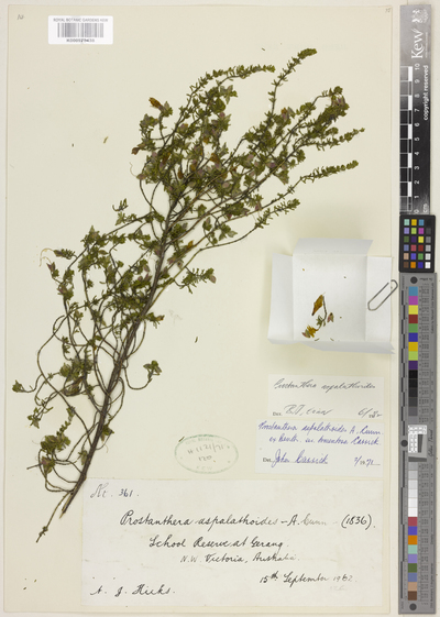 Prostanthera aspalathoides A.Cunn. ex Benth.