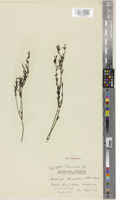 Westringia tenuicaulis C.T.White & W.D.Francis