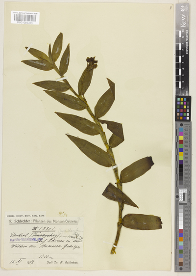 Dendrobium prostheciglossum Schltr. var. obtusum Schltr.