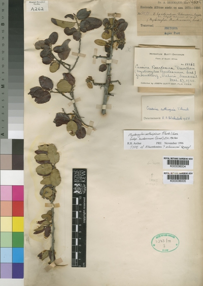 Mystroxylon aethiopicum (Thunb.) Loes. subsp. burkeanum (Sond.) R.H.Archer