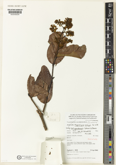 Magnistipula butayei De Wild. subsp. balingembaensis Sothers, Prance & B.J. Pollard