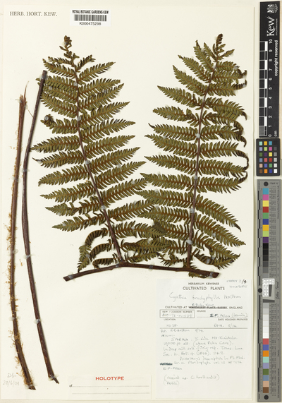 Cyathea brachyphylla Holttum