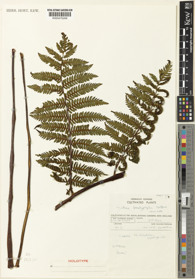 Cyathea brachyphylla Holttum