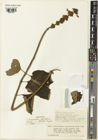 Plectranthus lactiflorus (Vatke) Agnew