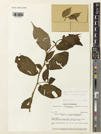 Begonia napoensis L.B.Sm. & Wassh.