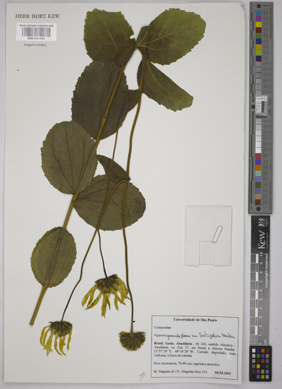 Viguiera grandiflora Gardner f. latifolia (Baker) S.F.Blake