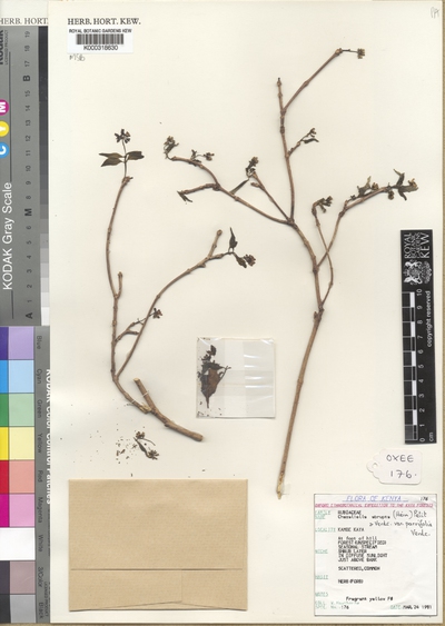 Chazaliella abrupta (Hiern) E.M.A.Petit & Verdc. var. parvifolia Verdc.