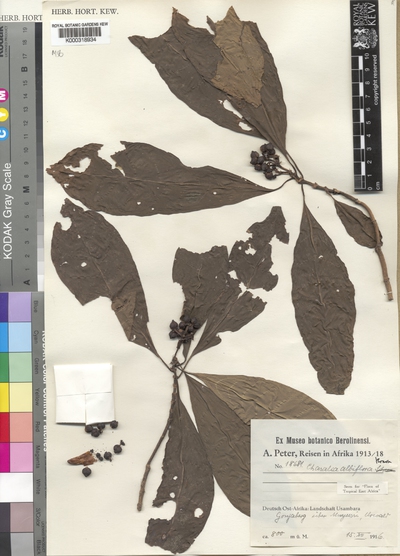 Chassalia albiflora K.Krause