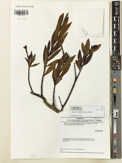 Augusta longifolia (Spreng.) Rehder