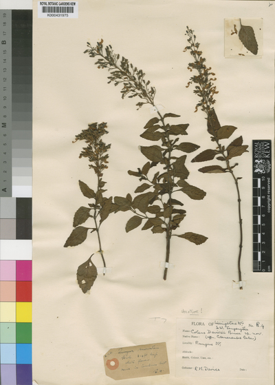Plectranthus daviesii (E.A.Bruce) B.Mathew