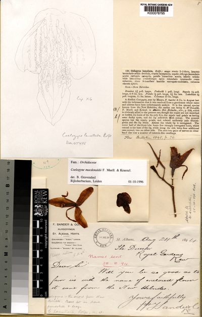 Coelogyne macdonaldii F.Muell. & Kraenzl.