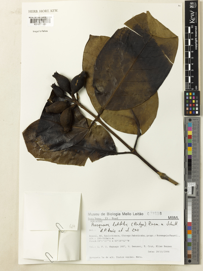 Posoqueria latifolia (Rudge) Schult.