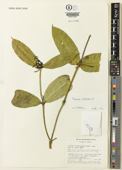 Faramea axilliflora DC.