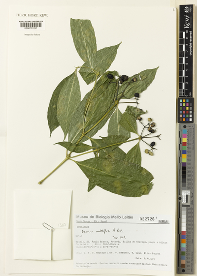 Faramea multiflora A.Rich.