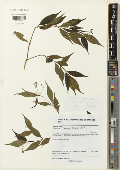 Psychotria leiocarpa Cham. & Schltdl.