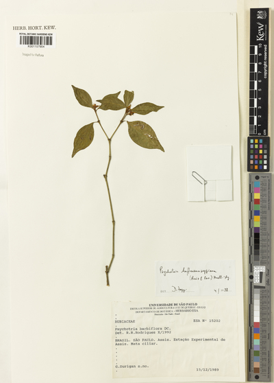 Psychotria hoffmannseggiana (Willd. ex Schult.) Müll.Arg.