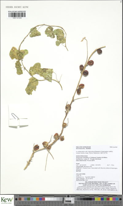 Dioscorea orientalis (J.Thiébaut) Caddick & Wilkin