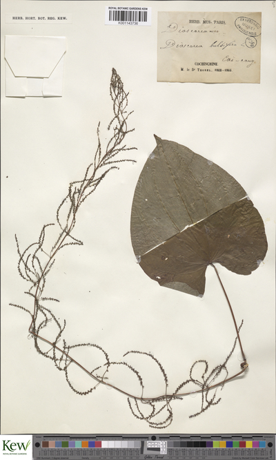 Dioscorea bulbifera L.
