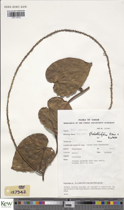 Dioscorea flabellifolia Prain & Burkill